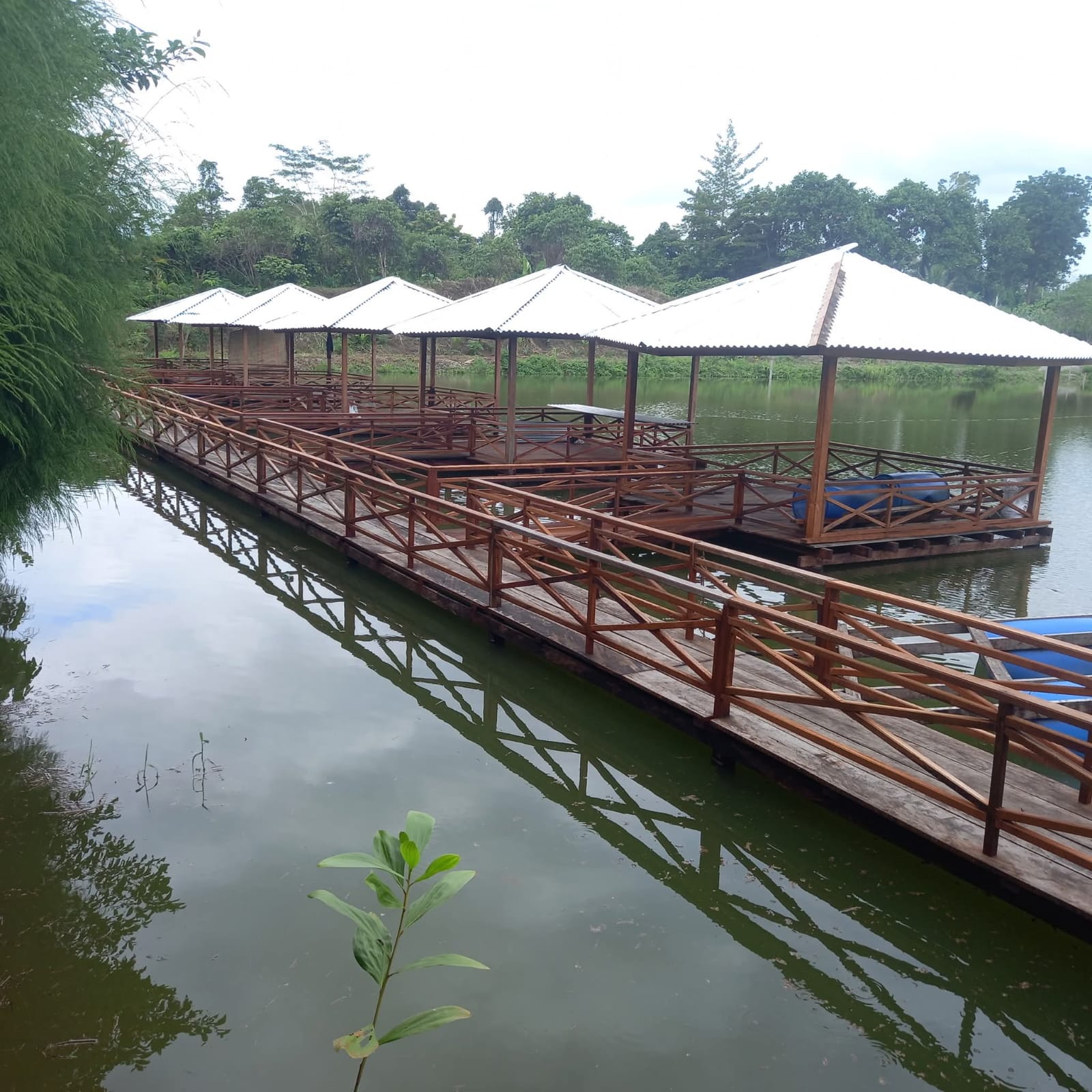 Lorong Pepohonan Asri Rimba Timika