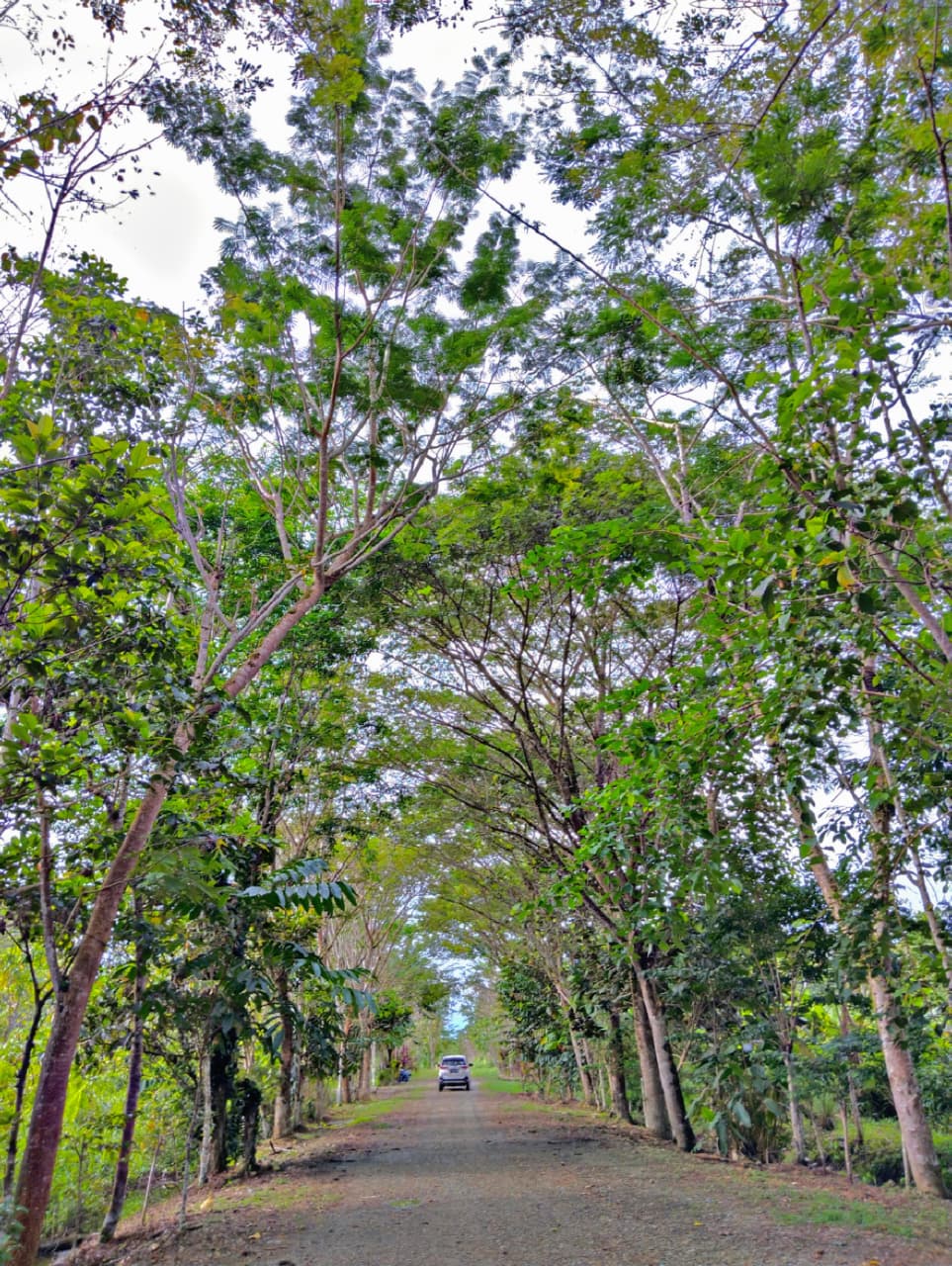 Pintu Rimba Jalan Masuk Teduh