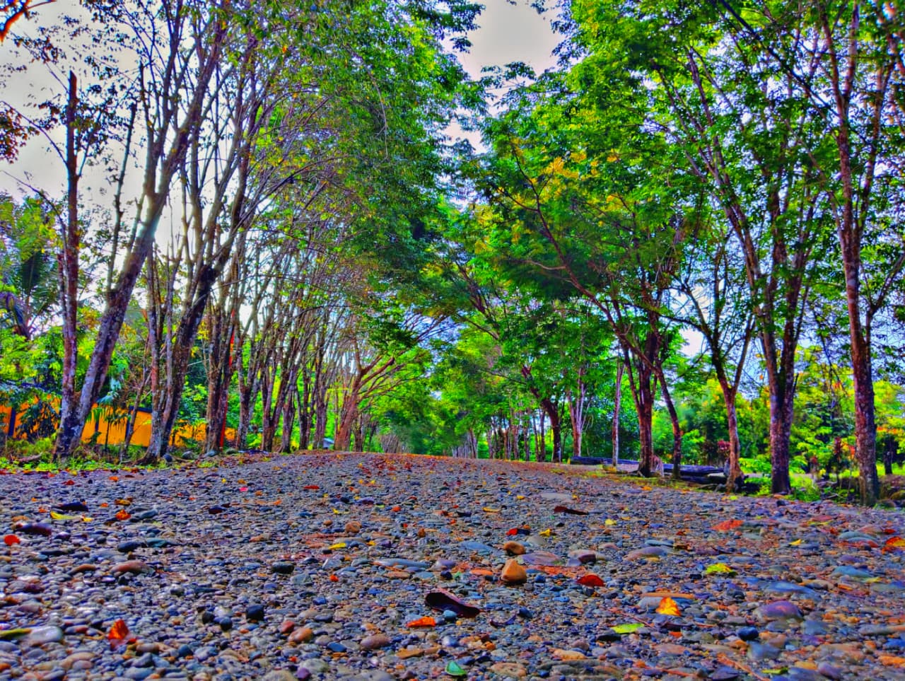 Area Santai Tepi Air Kolam Elias Mirip