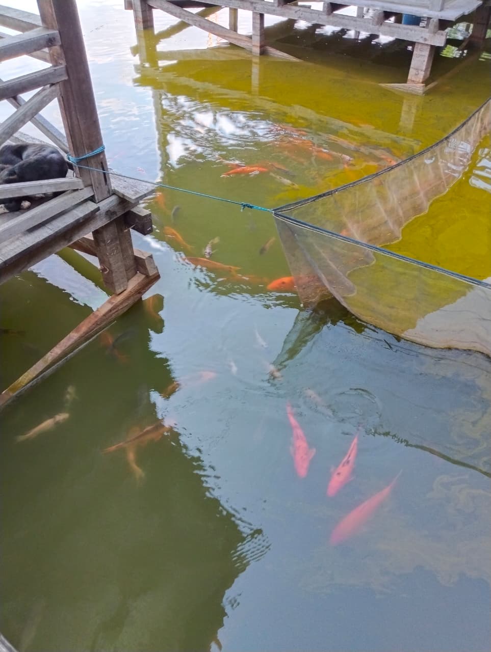 Hasil Ikan Pancingan Air Tawar Segar